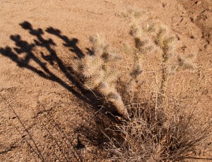 Shadow of a desert cactus